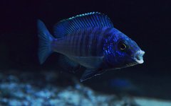 Placidochromis phenochilus Mdoka white lips