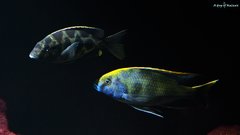 Nimbochromis Venustus