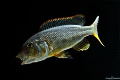 Buccochromis Rhoadesii Yellow