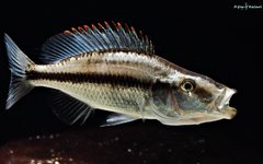 Dimidiochromis Compressiceps