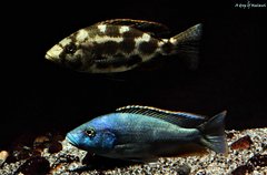 Nimbochromis livingstonii