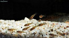 Więcej informacji o „Nimbochromis Venustus”