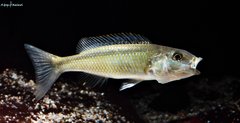 Champsochromis Caeruleus