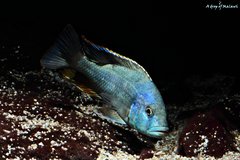 Nimbochromis Livingstonii