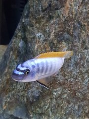 Labeotropheus trewavasae thumbi west