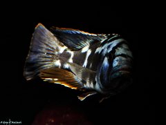 Nimbochromis Livingstonii