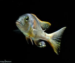 Buccochromis Rhoadesii Yellow