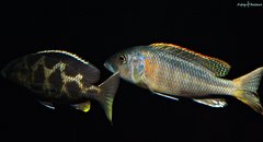 Młoda samica Nimbochromis Venustus i samiec Buccochromis Rhoadesii Yellow