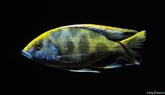 Nimbochromis Venustus