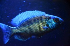 Copadichromis chrysonotus