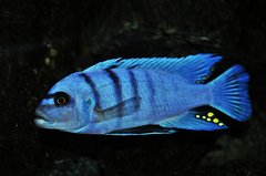 Cynotilapia Hara Gallireya Reef