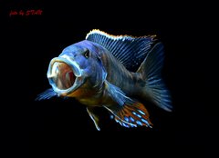 Tyrannochromis macrostoma , Malawi