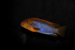 Iodotropheus sprengerae.