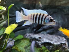 Metriaclima Fainzilberi maison reef F2