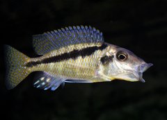 Mylochromis spec. mchuse samiec 13 cm