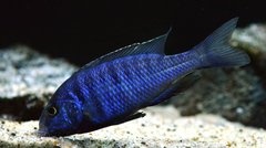 Placidochromis phenochilus Mdoka white lips