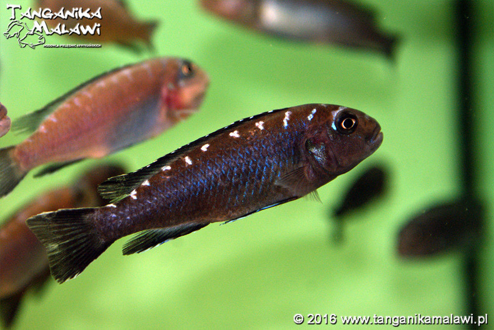 Pseudotropheus-sp.-elongatus-spot-003.jpg