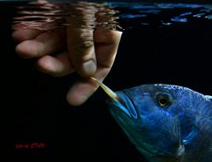 Więcej informacji o „Buccochromis atritaeniatus podczas karmienia...”