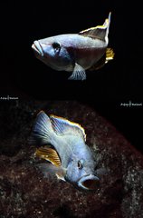 Nimbochromis Livingstonii