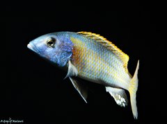 Buccochromis Rhoadesii Yellow