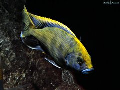 Nimbochromis Venustus