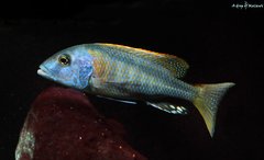 Buccochromis Rhoadesii Yellow