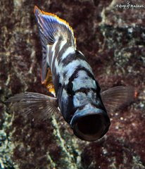 Nimbochromis livingstonii