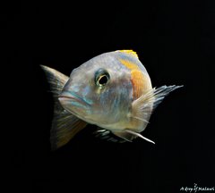 Buccochromis rhoadesii yellow