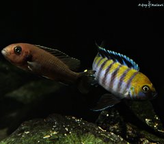 Cynotilapia Zebroides Cobue