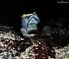 Nimbochromis livingstonii