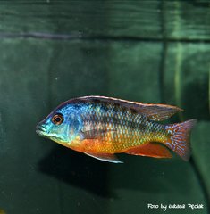 Protomelas Taeniolatus Red Empress