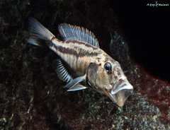 Aristochromis Christyi