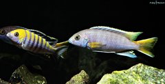 Cynotilapia Zebroides Cobue  i Pseudotropheus Acei Luwala