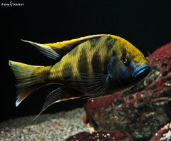 Nimbochromis Venustus