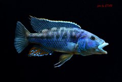 Tyrannochromis macrostoma , Malawi