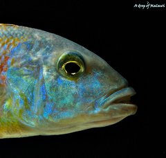 Buccochromis Rhoadesii Yellow