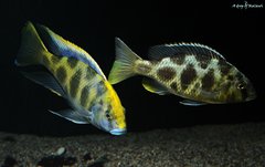 Nimbichromis  Venustus