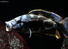 Więcej informacji o „Nimbochromis livingstonii”