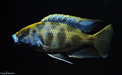 Nimbochromis Venustus