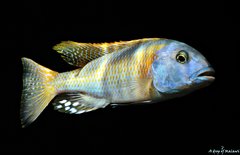 Buccochromis Rhoadesii Yellow