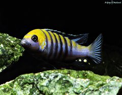 Cynotilapia Zebroides Cobue