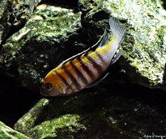 Cynotilapia Zebroides Cobue