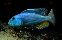 ARISTOCHROMIS CHRISTYI - samiec 23cm