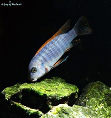 Labeotropheus Trewavasae Thumbi West