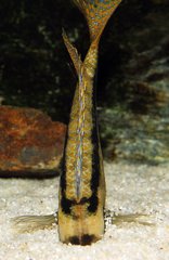 Więcej informacji o „Mylochromis spec. mchuse samiec ok 15cm”