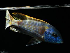 Buccochromis Rhoadesii Yellow