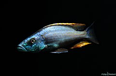 Dimidiochromis Compressiceps