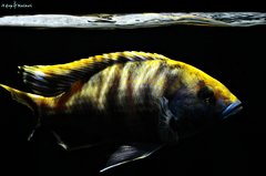 Więcej informacji o „Nimbochromis venustus”