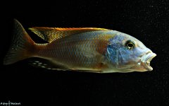 Buccochromis Rhoadesii Yellow