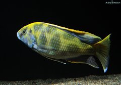 Nimbochromis venustus